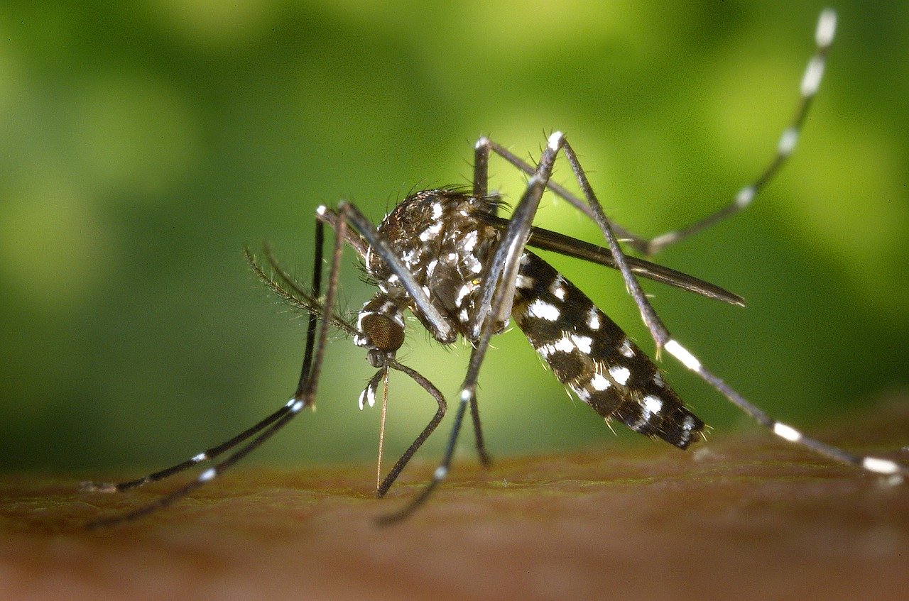 Dengue . Foto : web